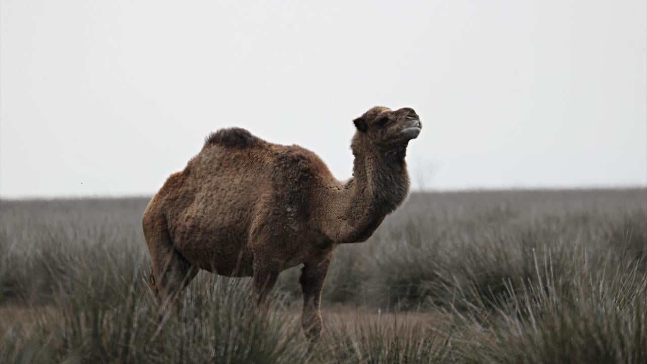 Foto - UNESCO Dünya Mirası Geçici Listesi'nde! Kızılırmak Deltası’nda şimdi bahar zamanı
