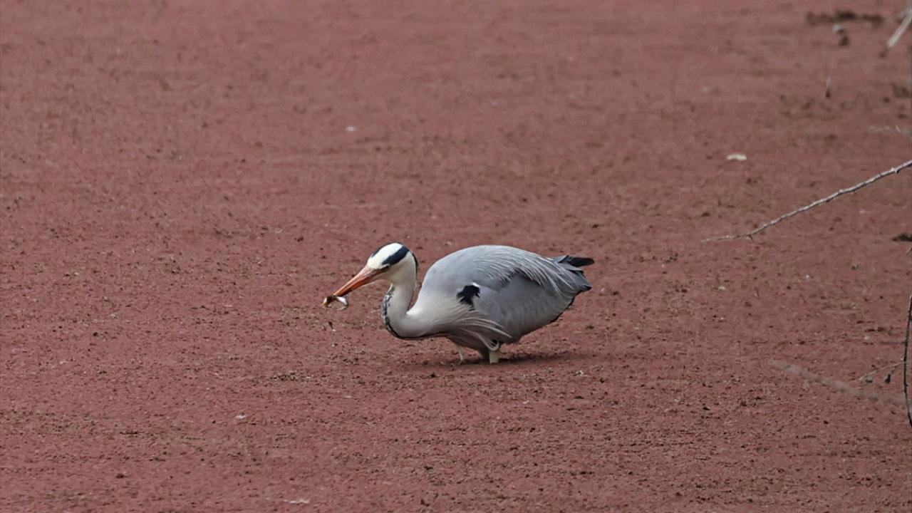 Foto - UNESCO Dünya Mirası Geçici Listesi'nde! Kızılırmak Deltası’nda şimdi bahar zamanı