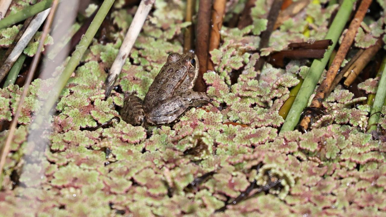 Foto - UNESCO Dünya Mirası Geçici Listesi'nde! Kızılırmak Deltası’nda şimdi bahar zamanı