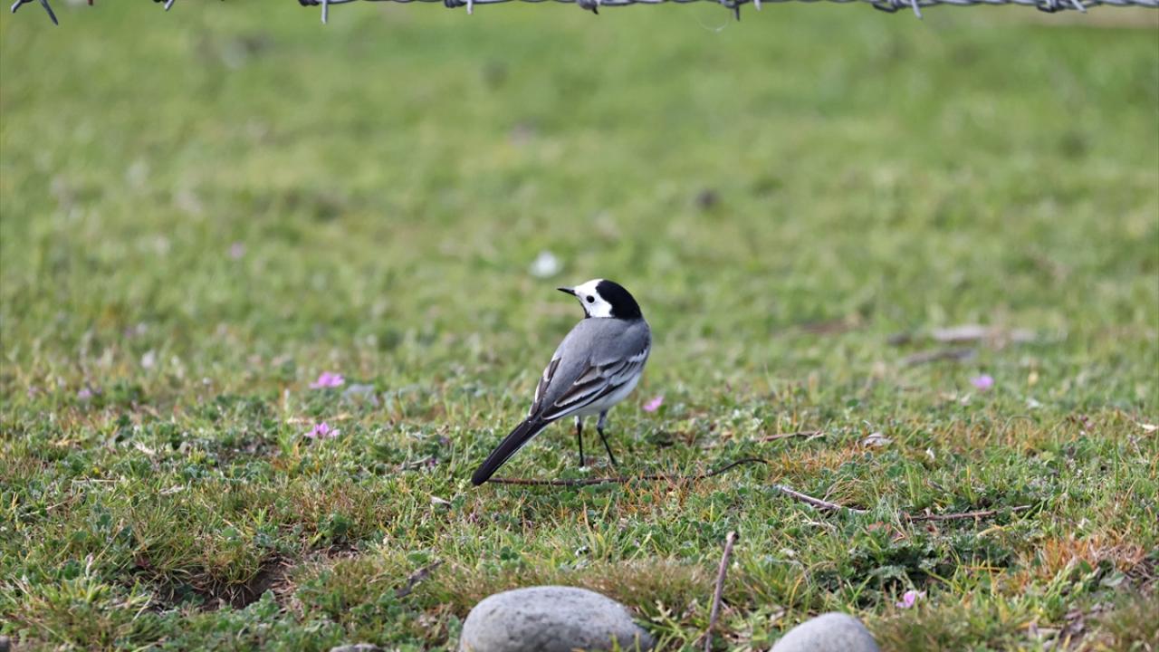 Foto - UNESCO Dünya Mirası Geçici Listesi'nde! Kızılırmak Deltası’nda şimdi bahar zamanı