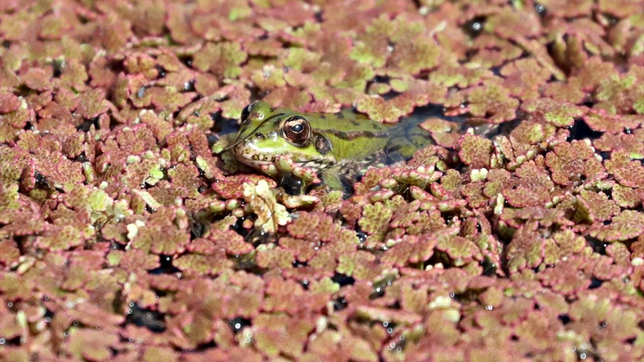 Foto - UNESCO Dünya Mirası Geçici Listesi'nde! Kızılırmak Deltası’nda şimdi bahar zamanı