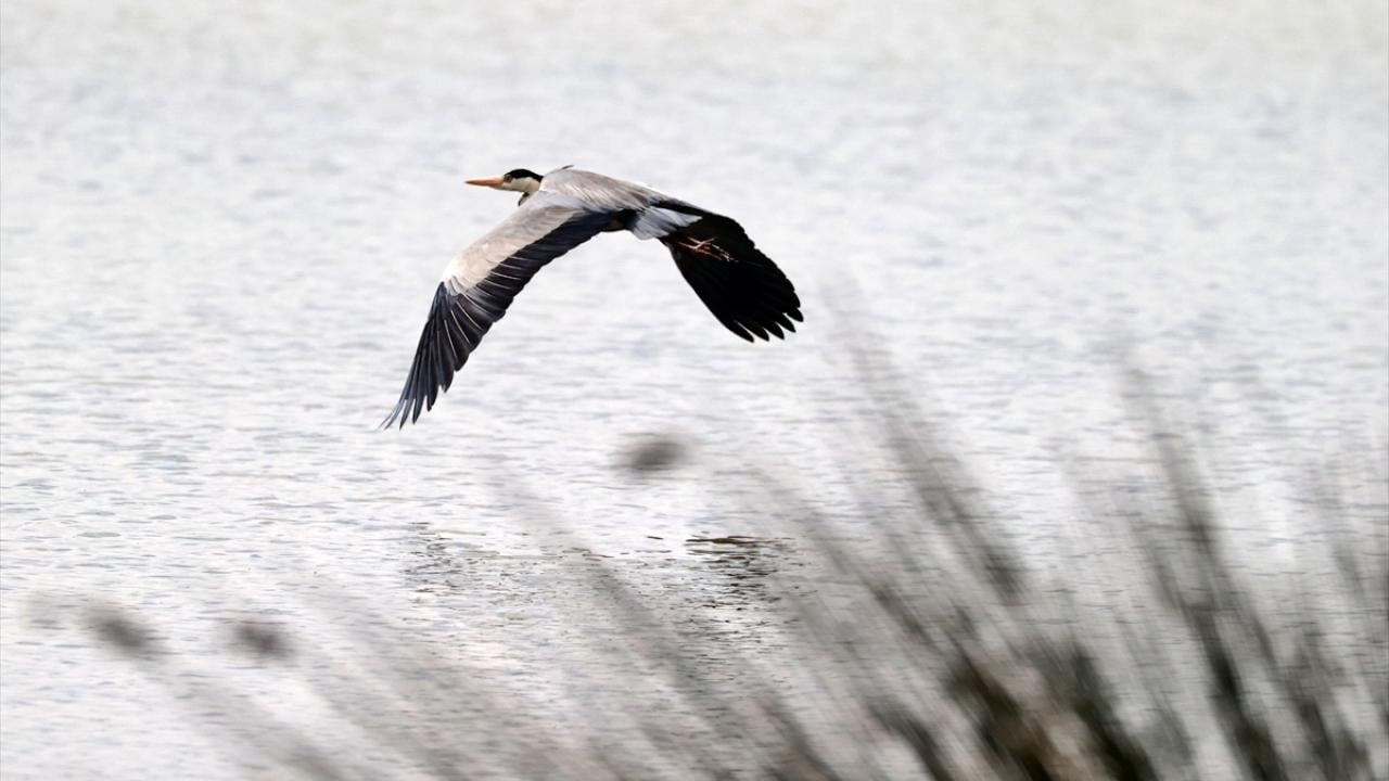 Foto - UNESCO Dünya Mirası Geçici Listesi'nde! Kızılırmak Deltası’nda şimdi bahar zamanı