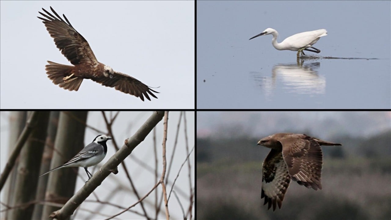 Foto - UNESCO Dünya Mirası Geçici Listesi'nde! Kızılırmak Deltası’nda şimdi bahar zamanı