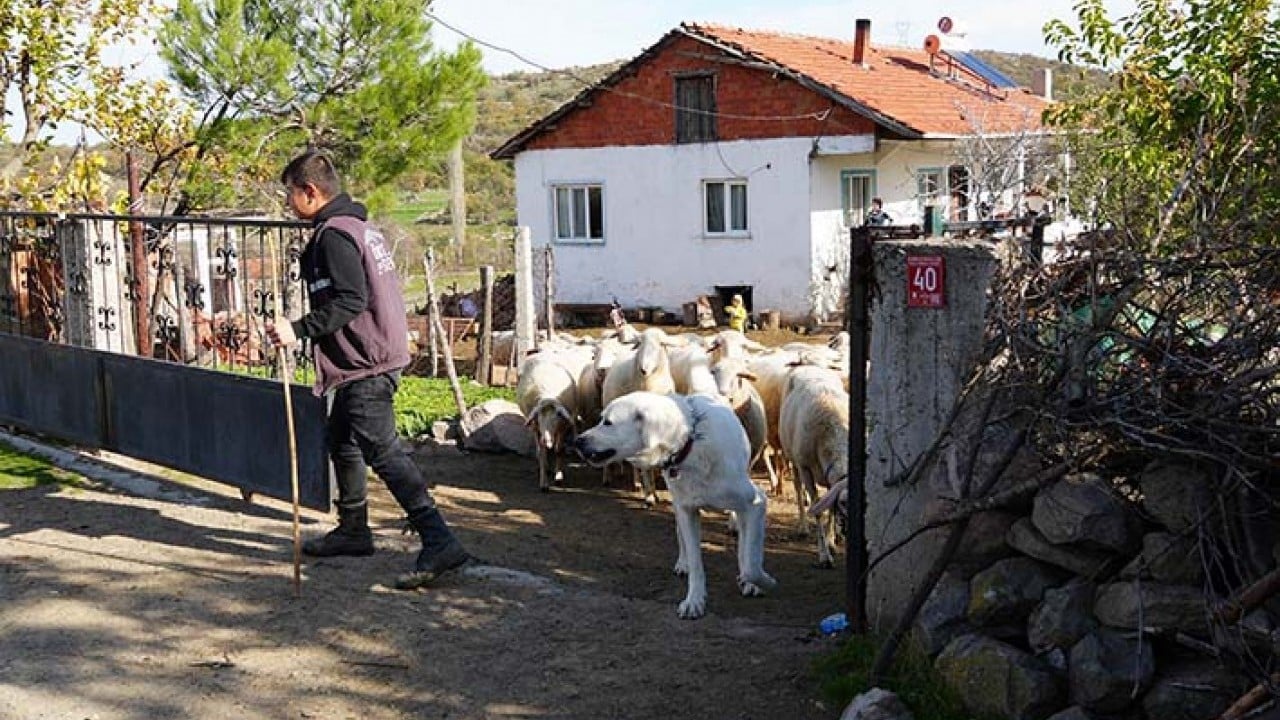 Foto - Üniversiteli küpeli çoban
