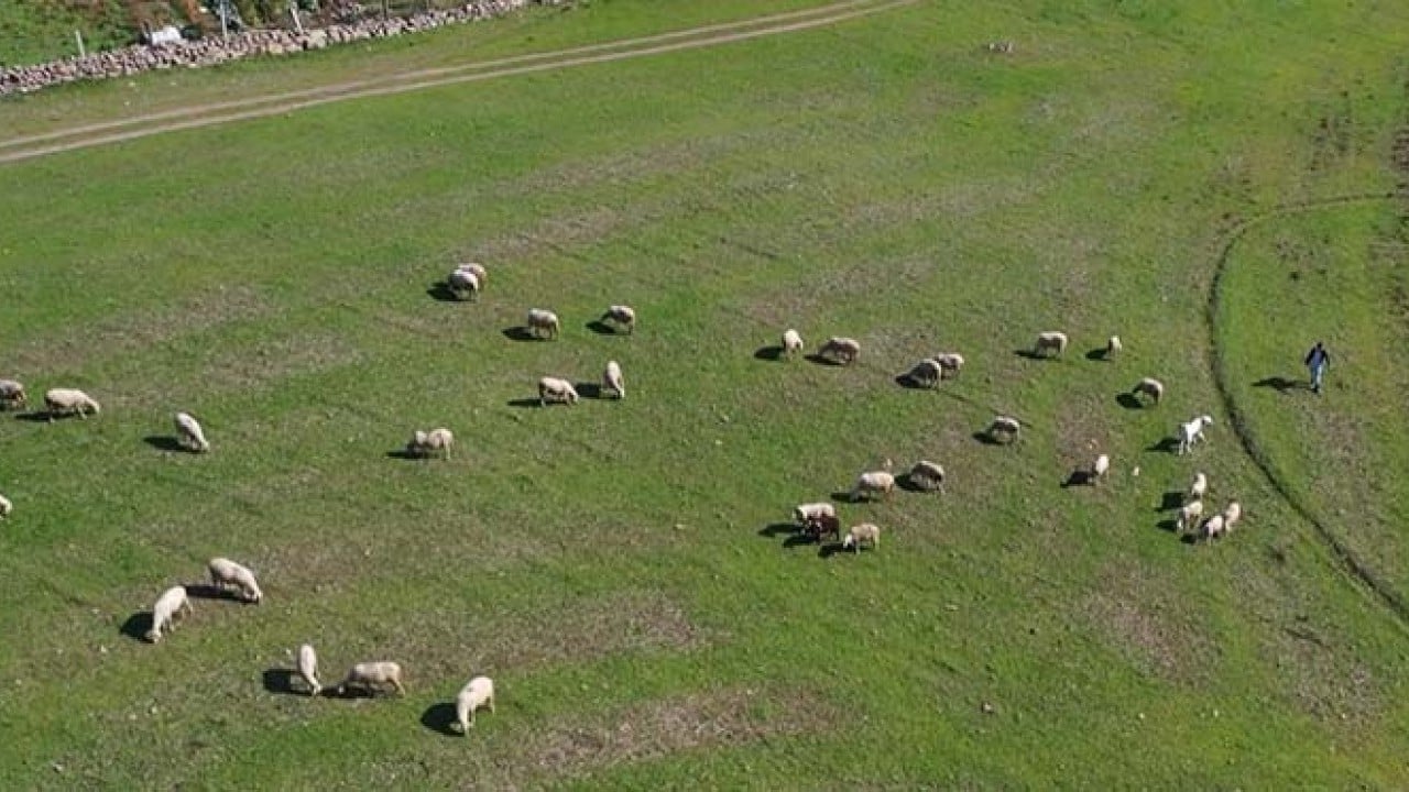 Foto - Üniversiteli küpeli çoban