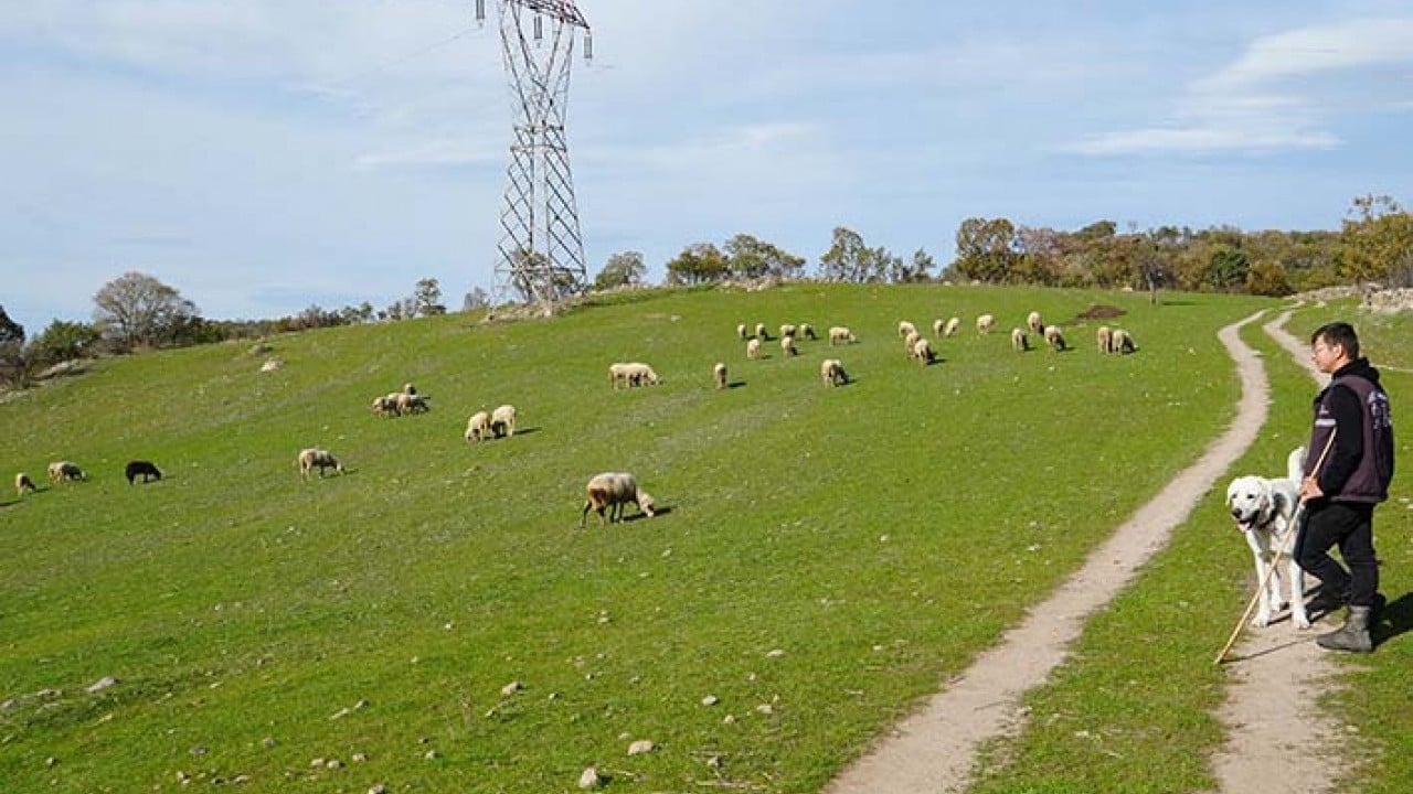 Foto - Üniversiteli küpeli çoban