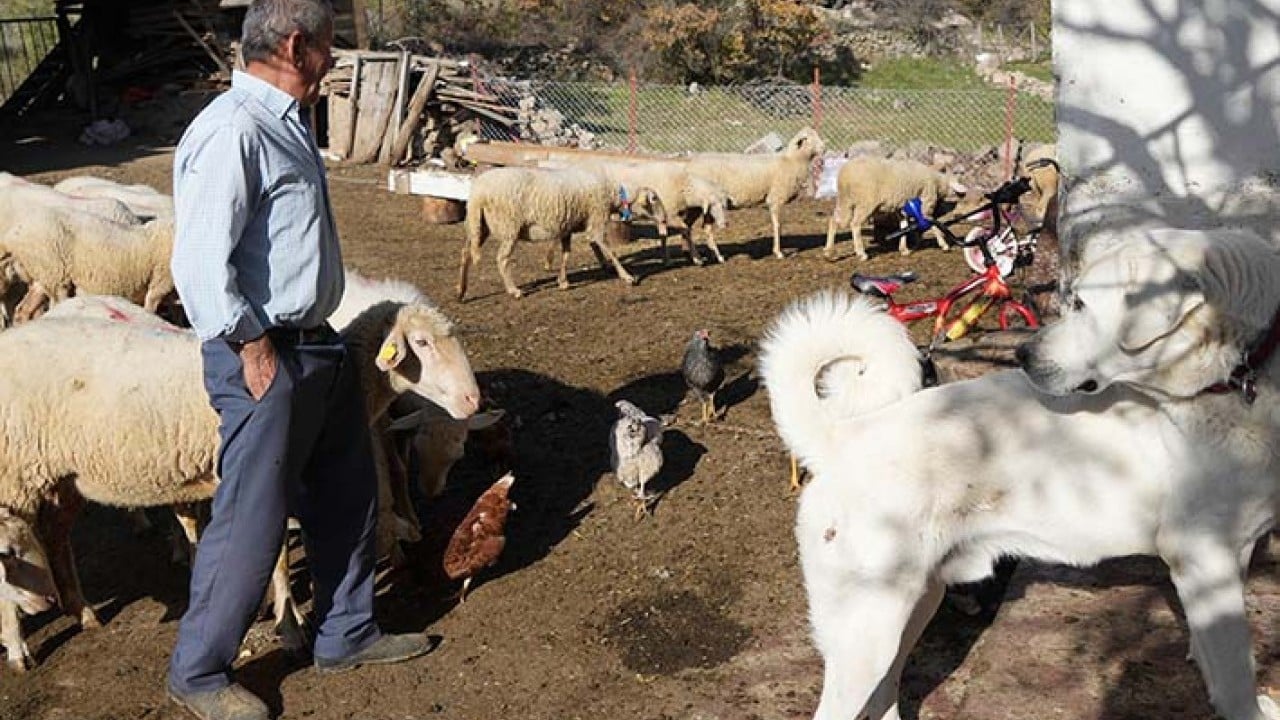 Foto - Üniversiteli küpeli çoban