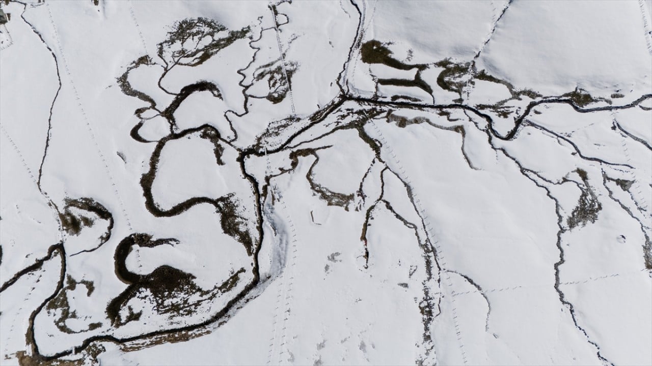 Foto - Ünlü mavi yıldız çiçekleri nisan karı altında kaldı