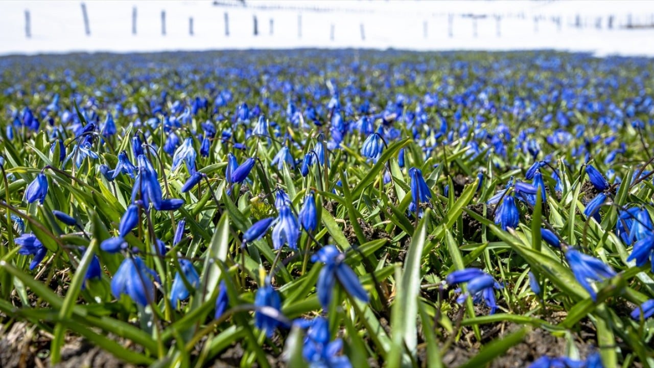 Foto - Ünlü mavi yıldız çiçekleri nisan karı altında kaldı
