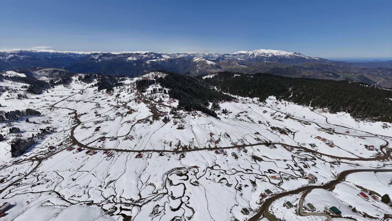 Foto - Ünlü mavi yıldız çiçekleri nisan karı altında kaldı