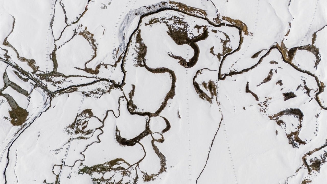 Foto - Ünlü mavi yıldız çiçekleri nisan karı altında kaldı