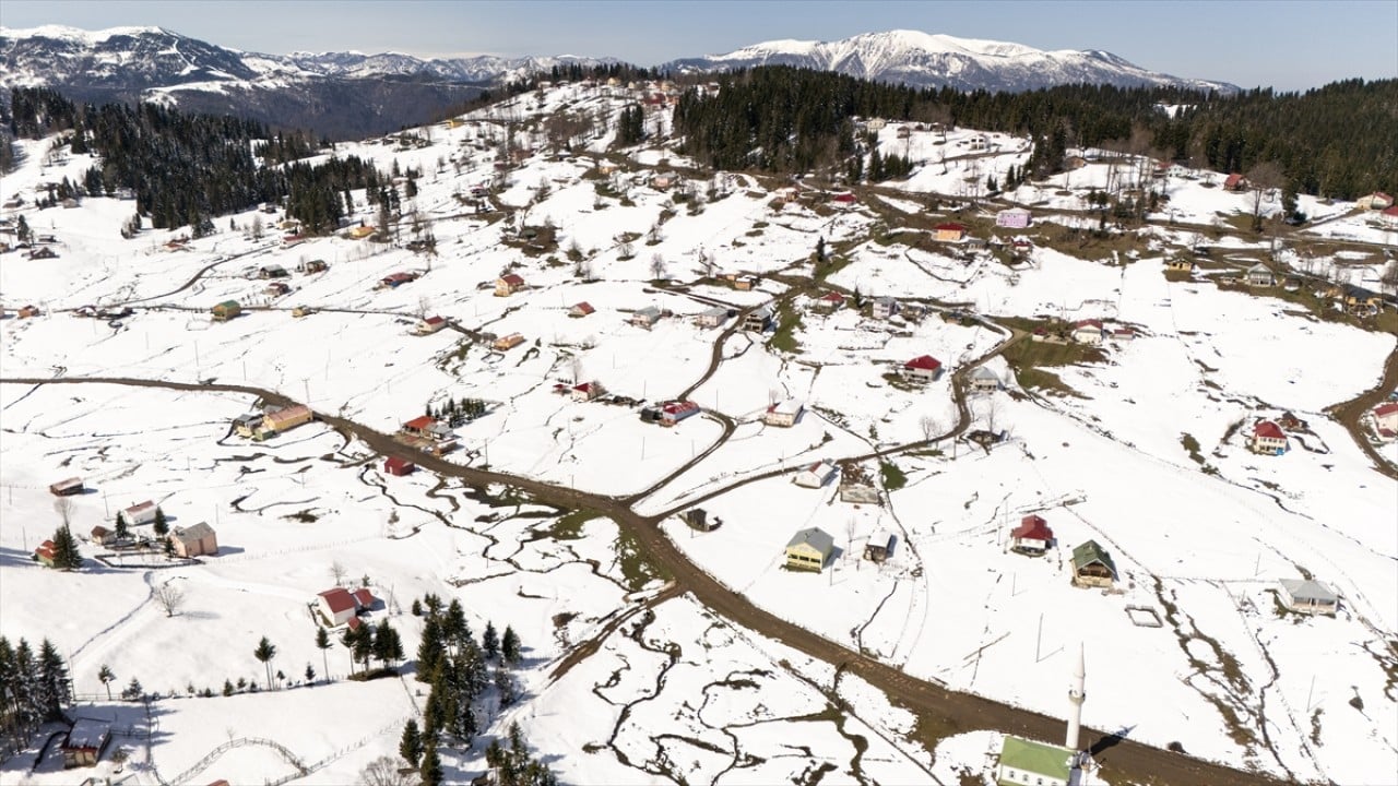 Foto - Ünlü mavi yıldız çiçekleri nisan karı altında kaldı