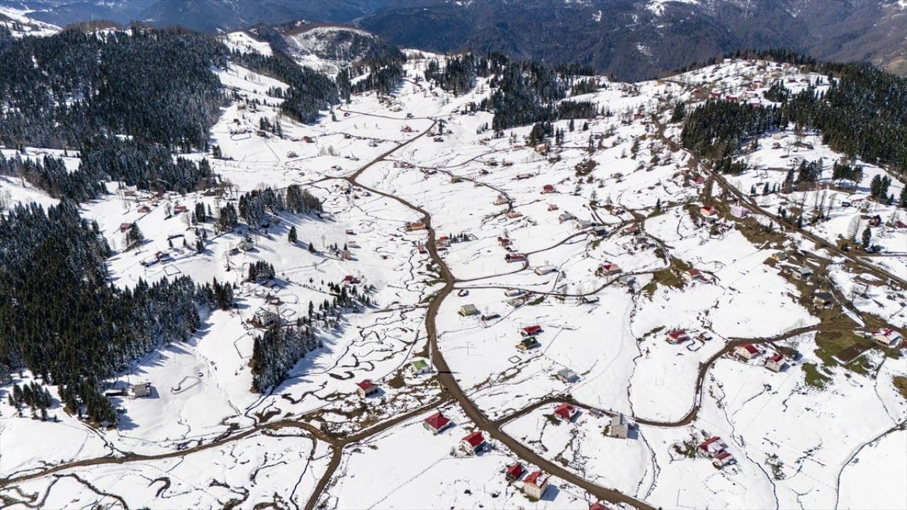 Foto - Ünlü mavi yıldız çiçekleri nisan karı altında kaldı