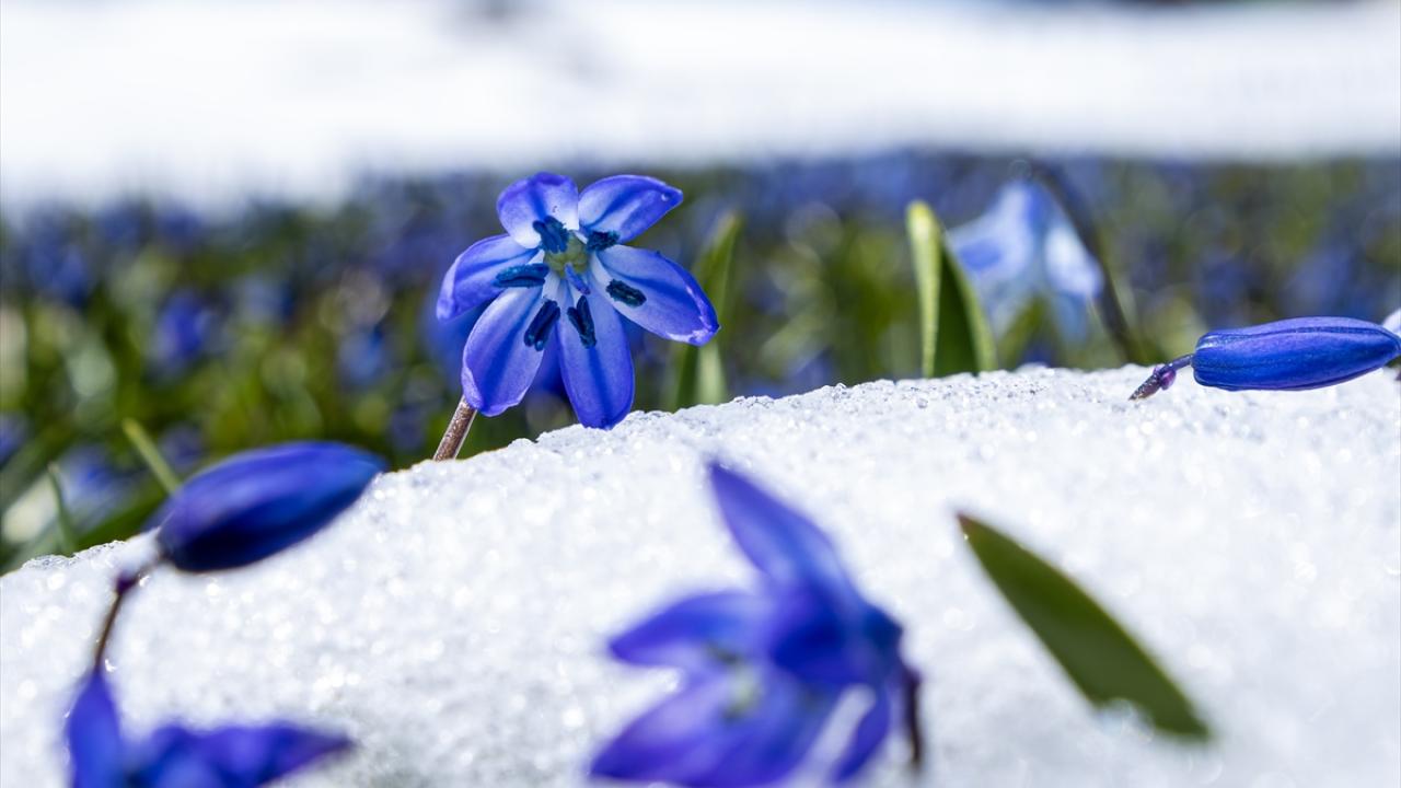 Ünlü mavi yıldız çiçekleri nisan karı altında kaldı
