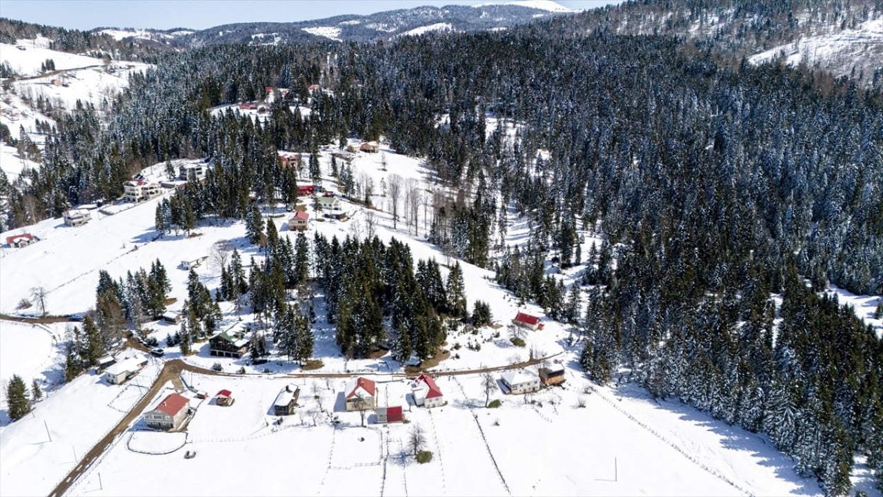 Foto - Ünlü mavi yıldız çiçekleri nisan karı altında kaldı