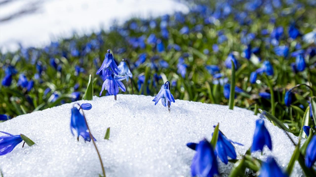 Foto - Ünlü mavi yıldız çiçekleri nisan karı altında kaldı