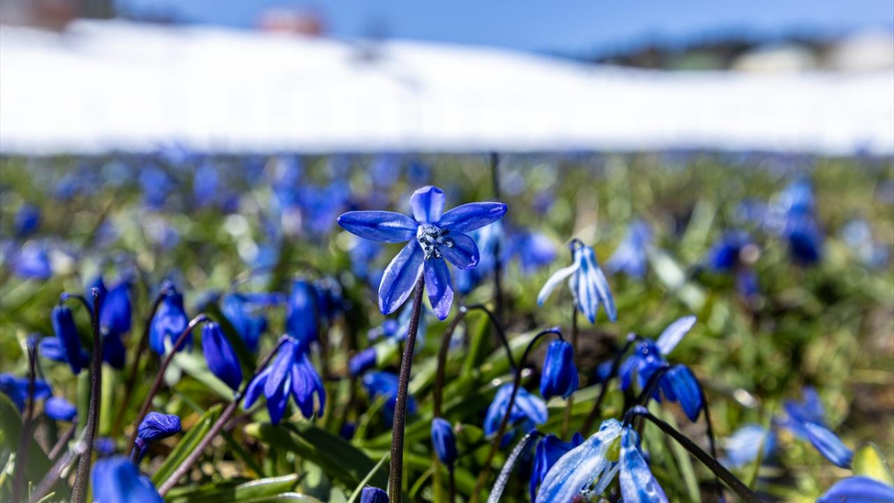 Foto - Ünlü mavi yıldız çiçekleri nisan karı altında kaldı