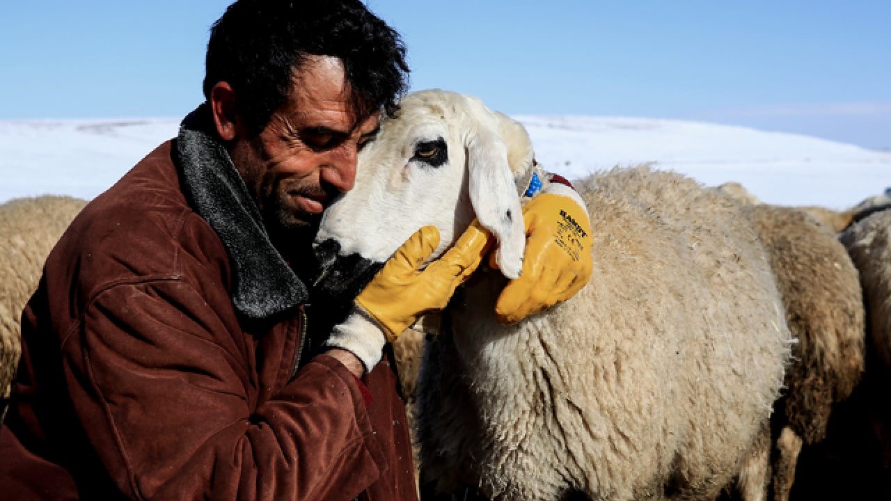 Foto - Üreticiden vatandaşlara sitem: Çobanın maaşını duyan inanamadı!