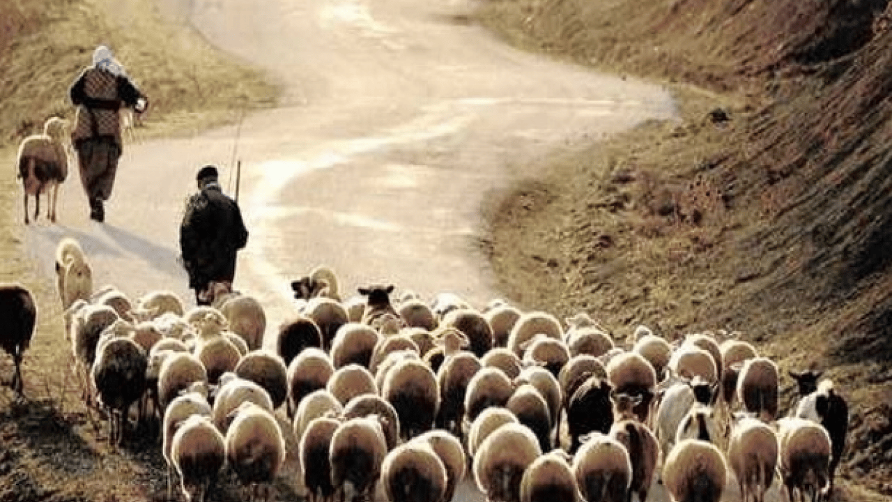 Foto - Üreticiden vatandaşlara sitem: Çobanın maaşını duyan inanamadı!