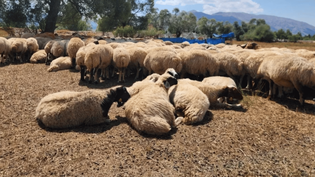 Foto - Üreticiden vatandaşlara sitem: Çobanın maaşını duyan inanamadı!