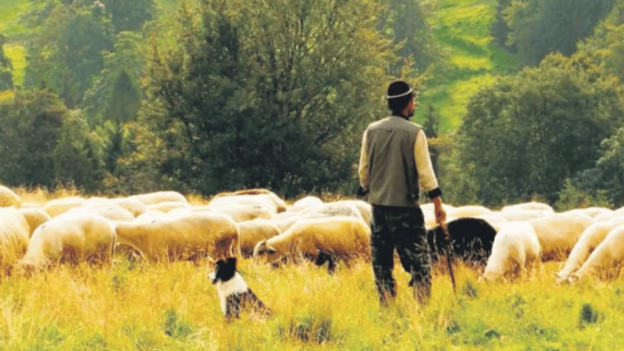 Foto - Üreticiden vatandaşlara sitem: Çobanın maaşını duyan inanamadı!