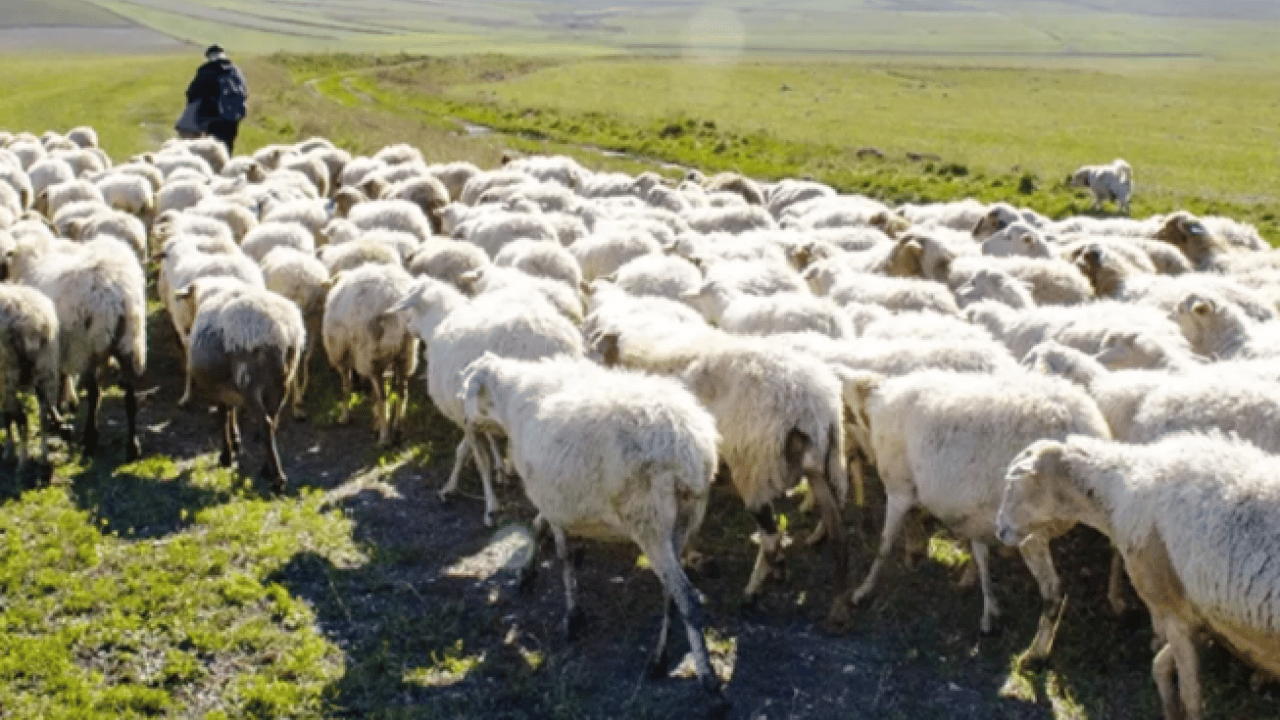 Foto - Üreticiden vatandaşlara sitem: Çobanın maaşını duyan inanamadı!