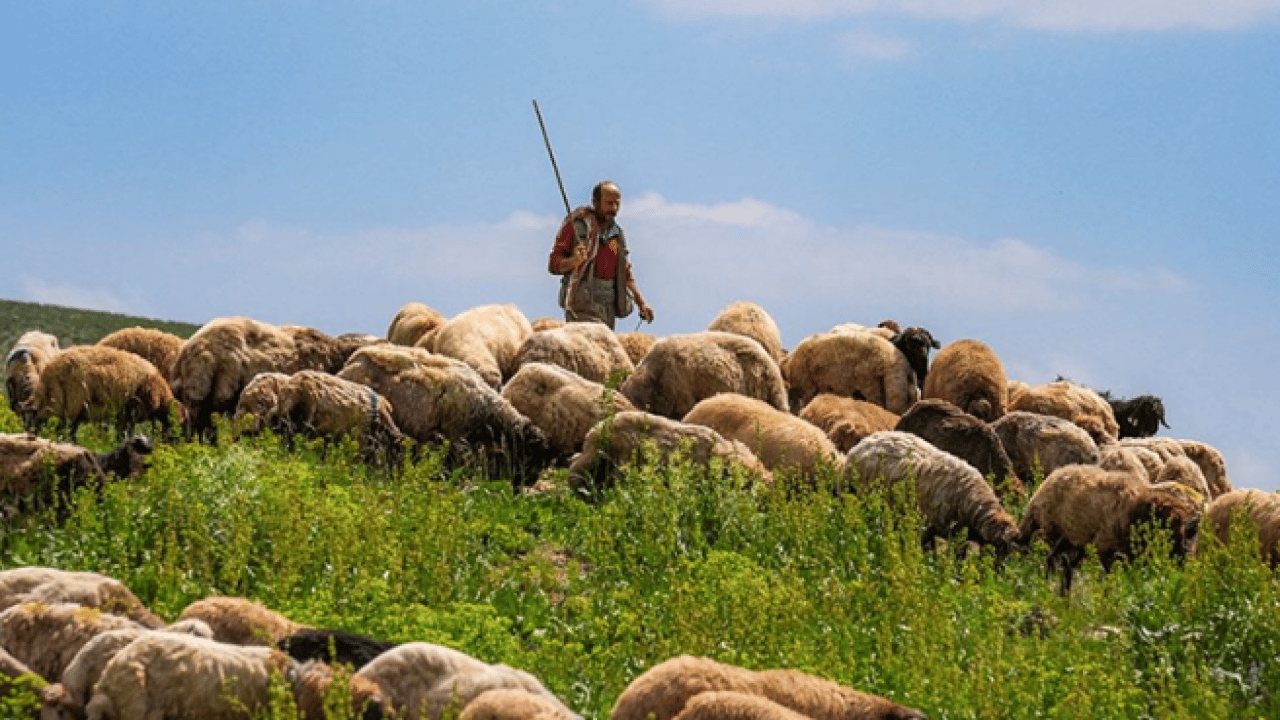 Üreticiden vatandaşlara sitem: Çobanın maaşını duyan inanamadı!