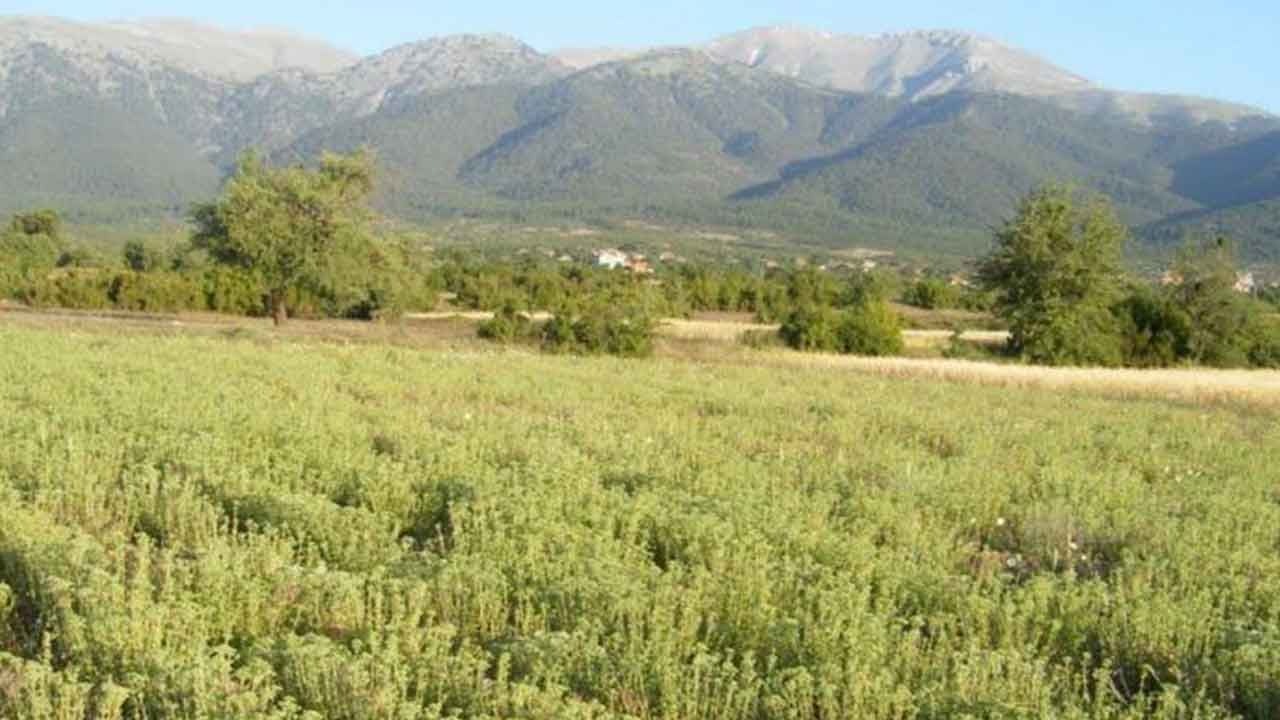 Foto - Üretici 'tekel oluştu' deyip elini eteğini çekti: 35 lira olan kekiğin kilosu bakın kaç para oldu