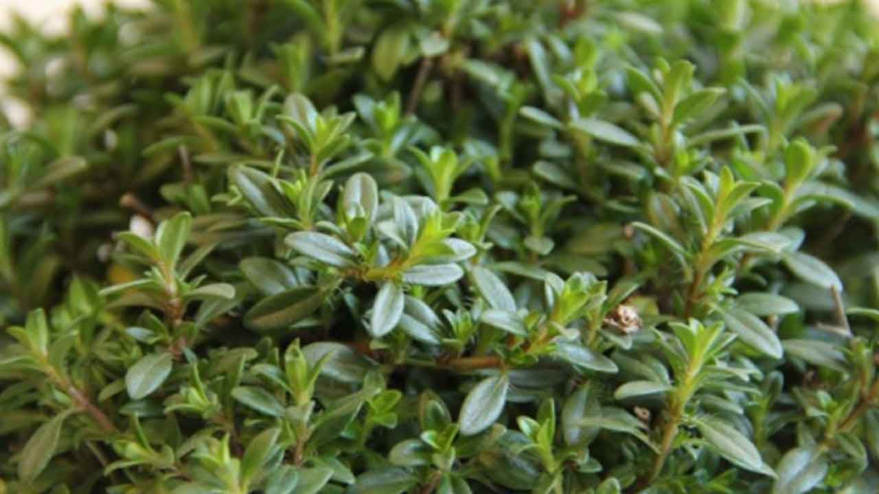 Foto - Üretici 'tekel oluştu' deyip elini eteğini çekti: 35 lira olan kekiğin kilosu bakın kaç para oldu