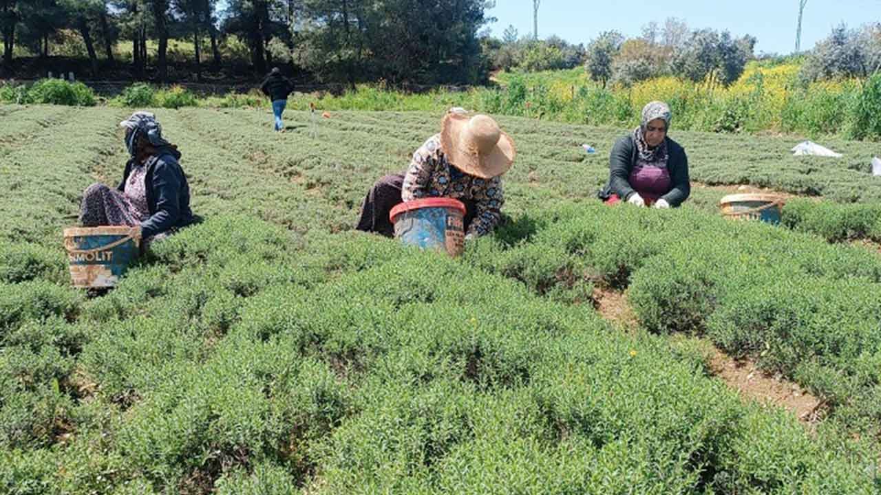 Foto - Üretici 'tekel oluştu' deyip elini eteğini çekti: 35 lira olan kekiğin kilosu bakın kaç para oldu