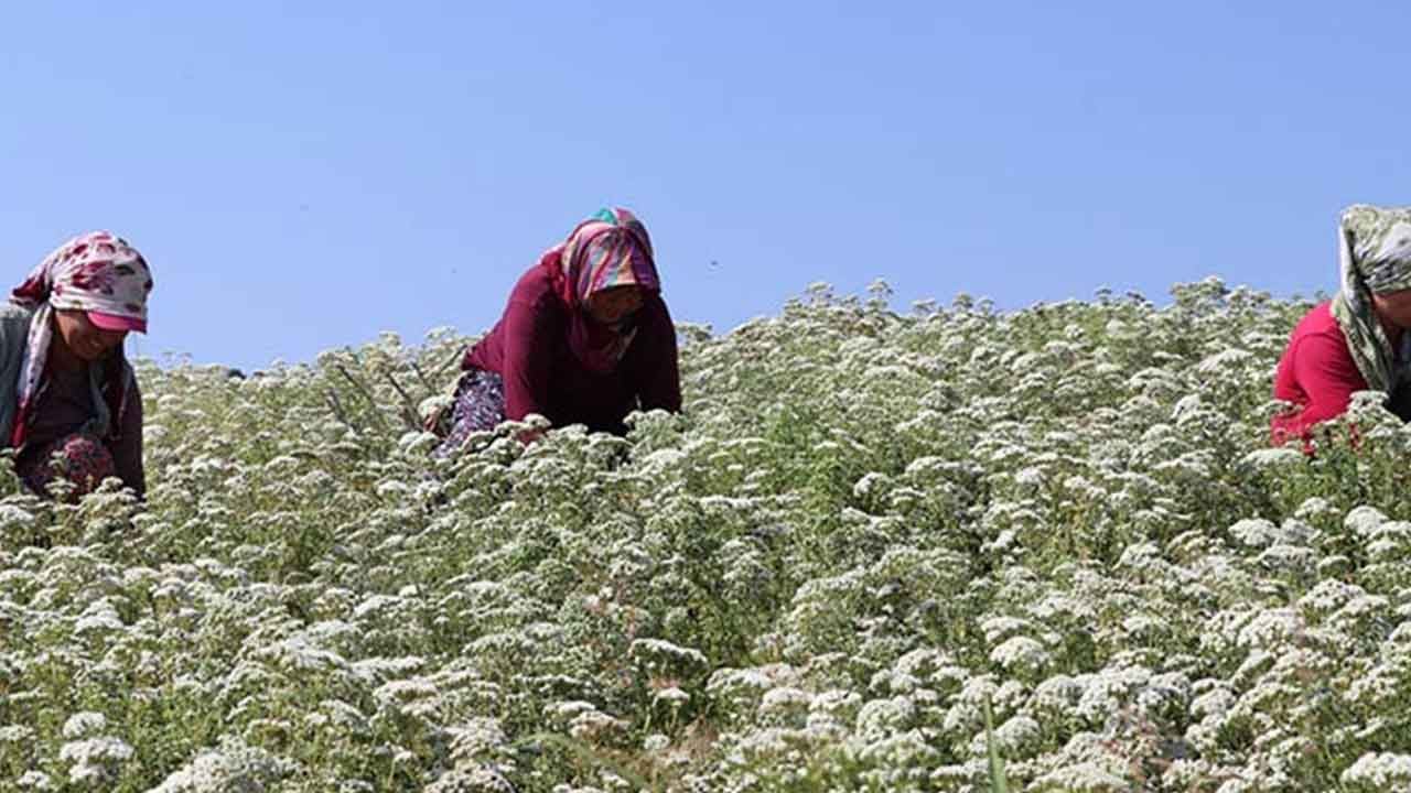 Foto - Üretici 'tekel oluştu' deyip elini eteğini çekti: 35 lira olan kekiğin kilosu bakın kaç para oldu