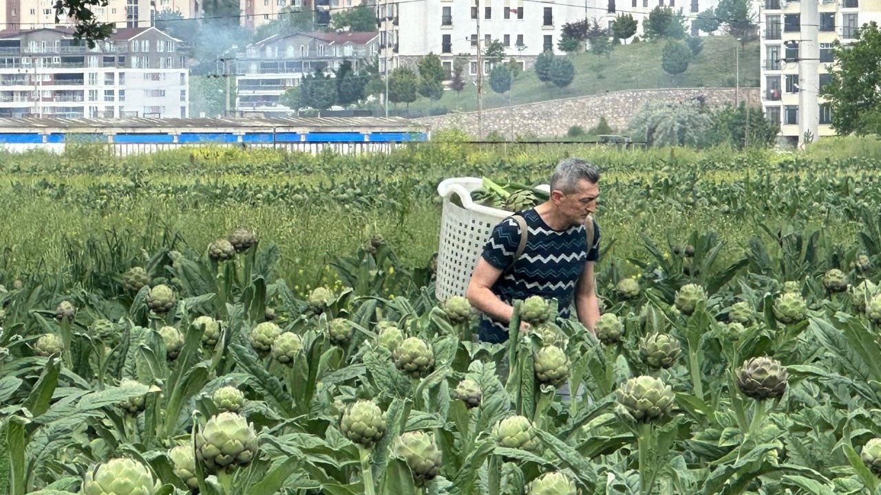 Foto - Üretici toprağını korumaya çalışıyor! Milyonluk konutların arasında kaldılar