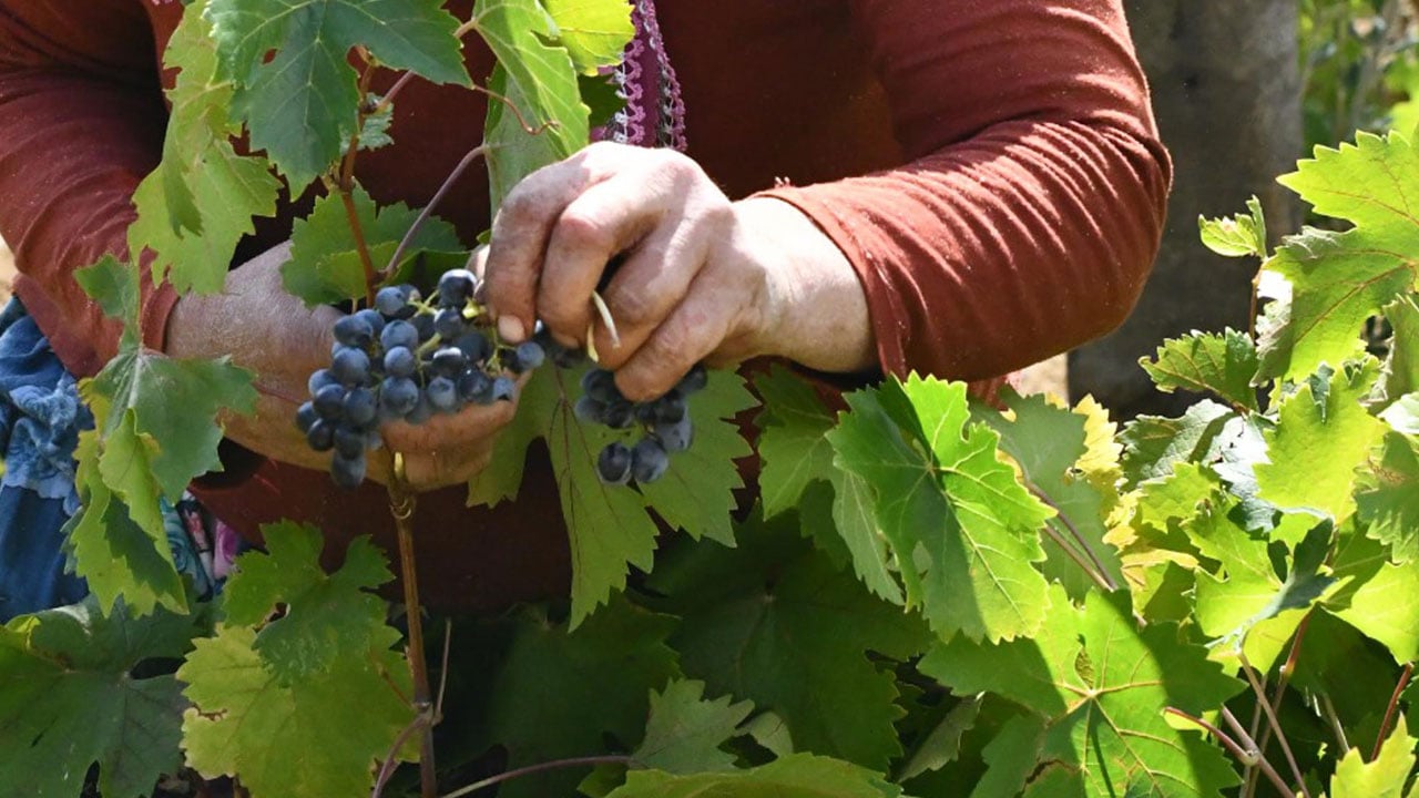 Foto - Üreticiler taleplere yetişemiyor! Avrupa Tekirdağ’ın üzüm suyuna hayran kaldı