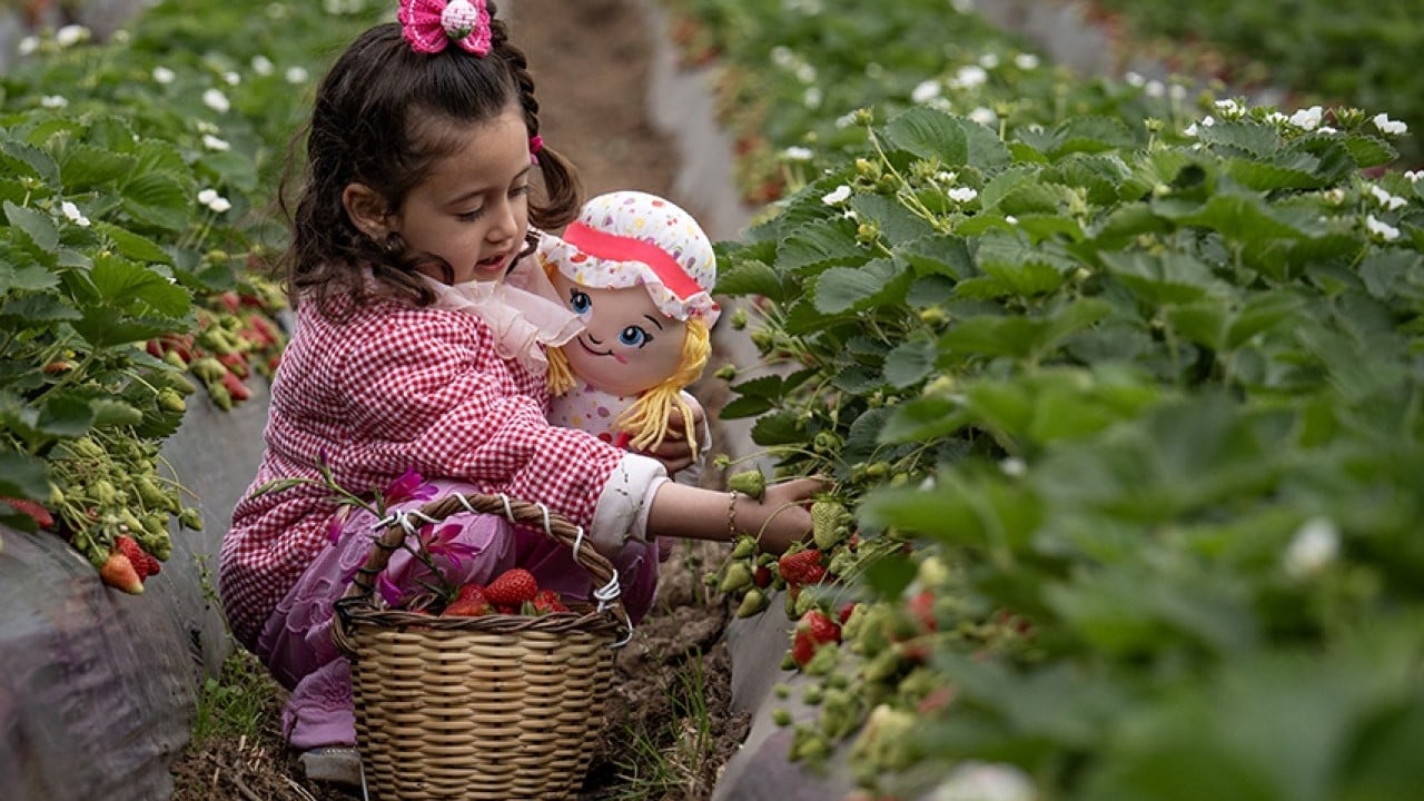 Foto - Üreticinin yüzü gülüyor Yağışlar çilekte hasadı geciktirdi verimi artırdı