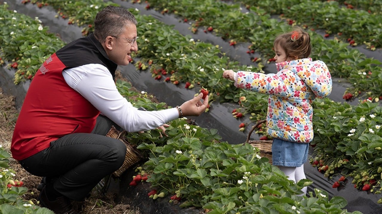 Foto - Üreticinin yüzü gülüyor Yağışlar çilekte hasadı geciktirdi verimi artırdı