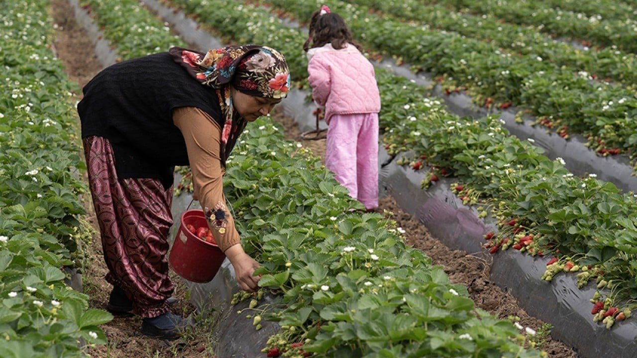 Foto - Üreticinin yüzü gülüyor Yağışlar çilekte hasadı geciktirdi verimi artırdı