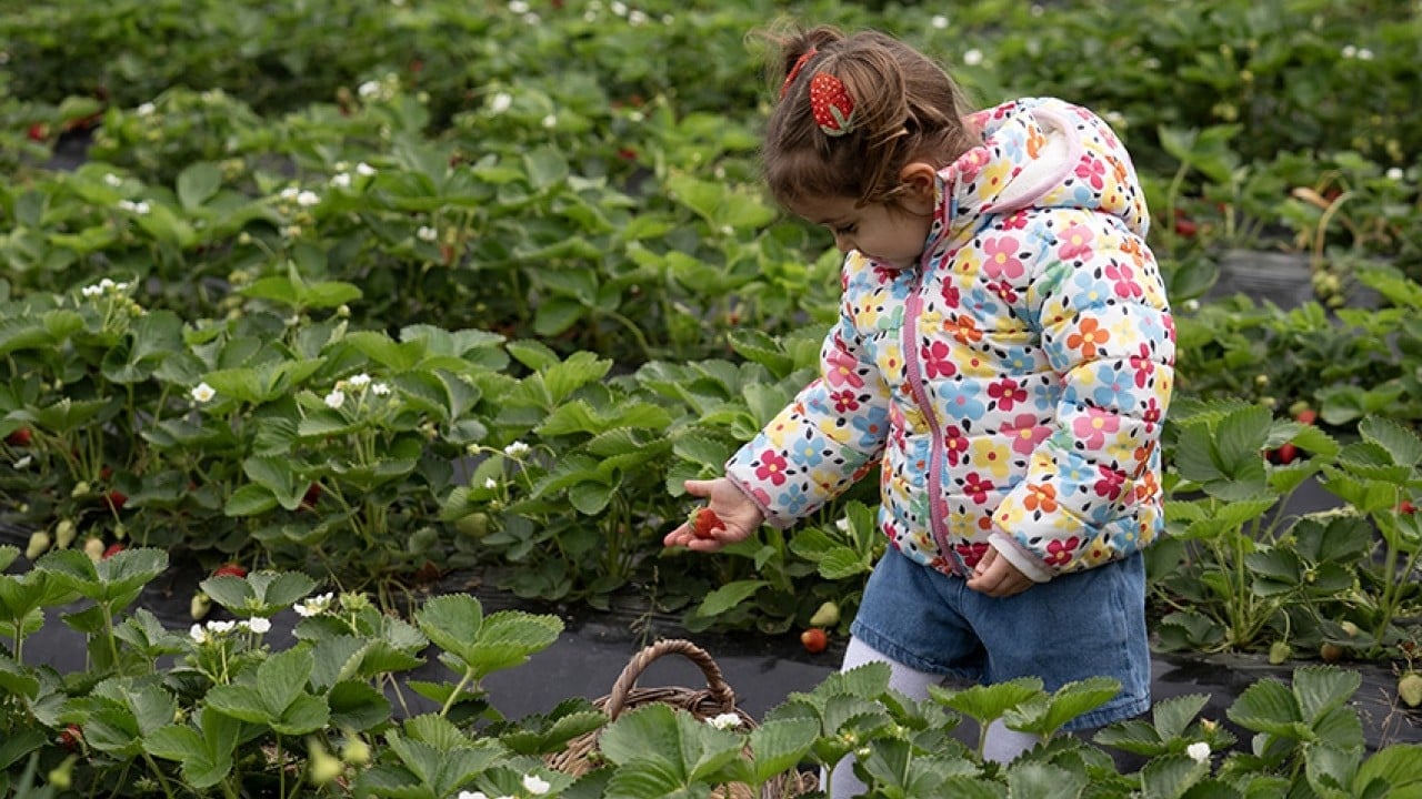 Foto - Üreticinin yüzü gülüyor Yağışlar çilekte hasadı geciktirdi verimi artırdı