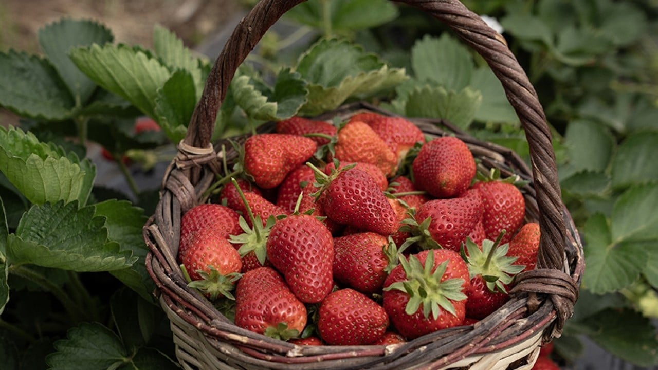 Üreticinin yüzü gülüyor Yağışlar çilekte hasadı geciktirdi verimi artırdı