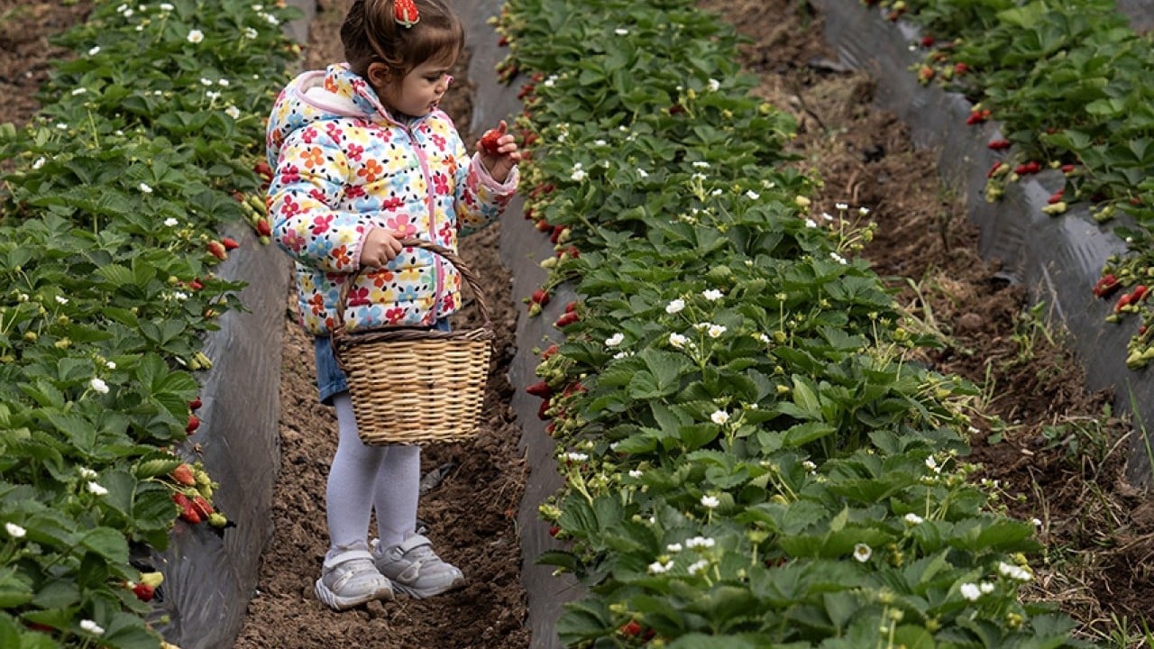 Foto - Üreticinin yüzü gülüyor Yağışlar çilekte hasadı geciktirdi verimi artırdı