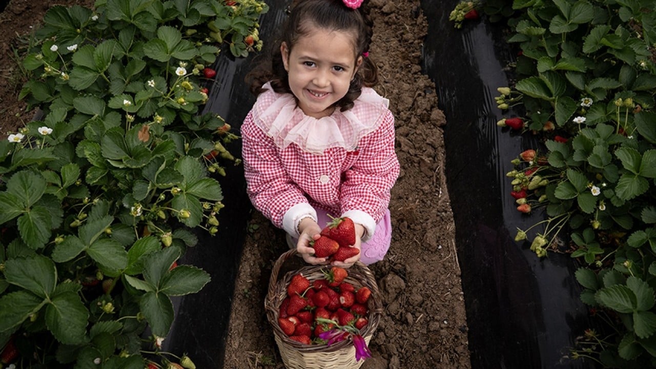Foto - Üreticinin yüzü gülüyor Yağışlar çilekte hasadı geciktirdi verimi artırdı