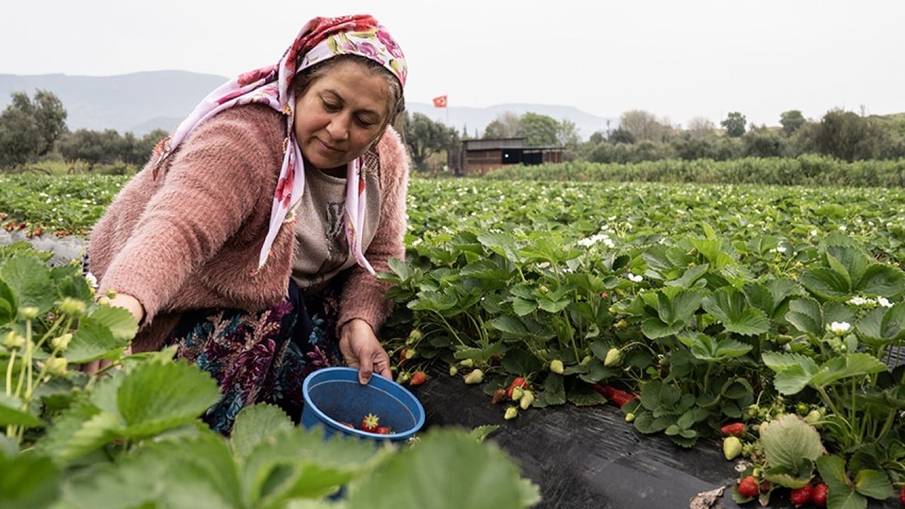 Foto - Üreticinin yüzü gülüyor Yağışlar çilekte hasadı geciktirdi verimi artırdı