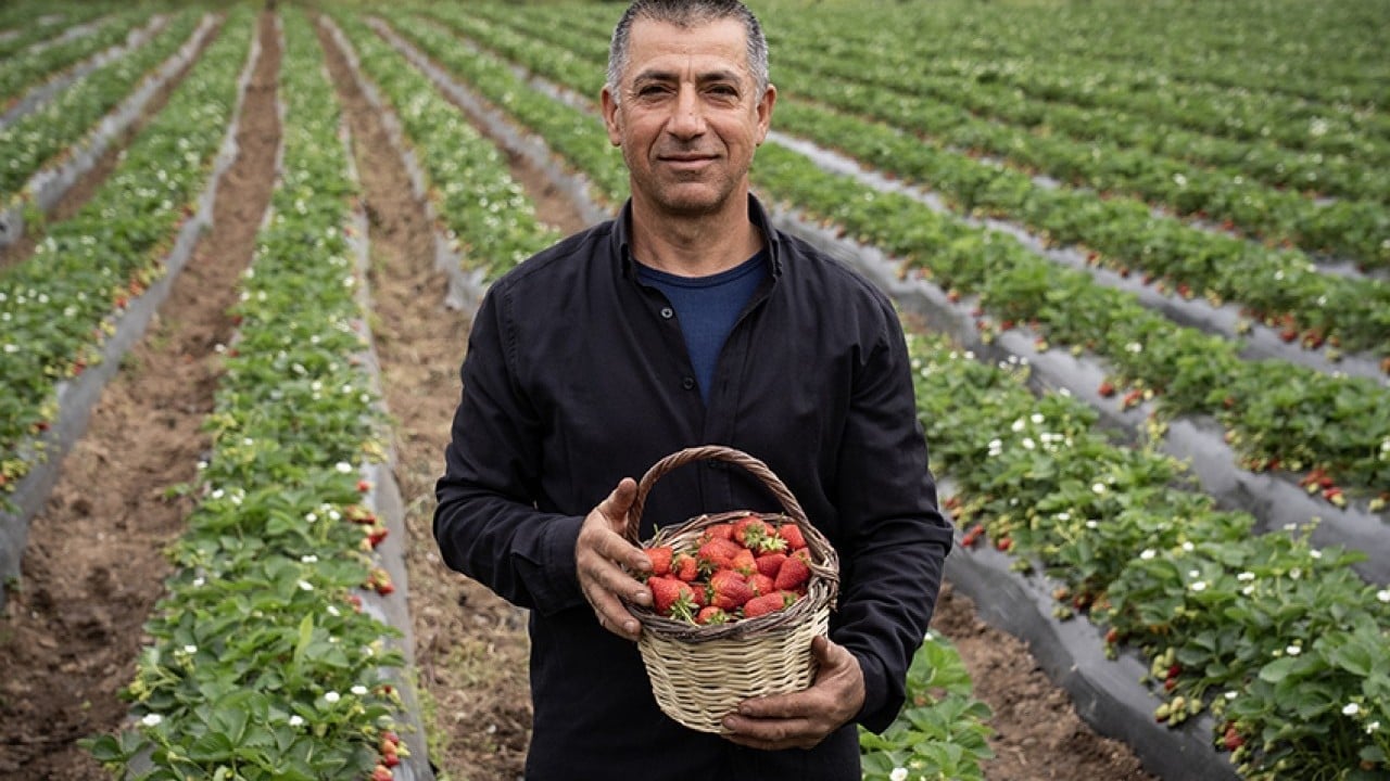 Foto - Üreticinin yüzü gülüyor Yağışlar çilekte hasadı geciktirdi verimi artırdı