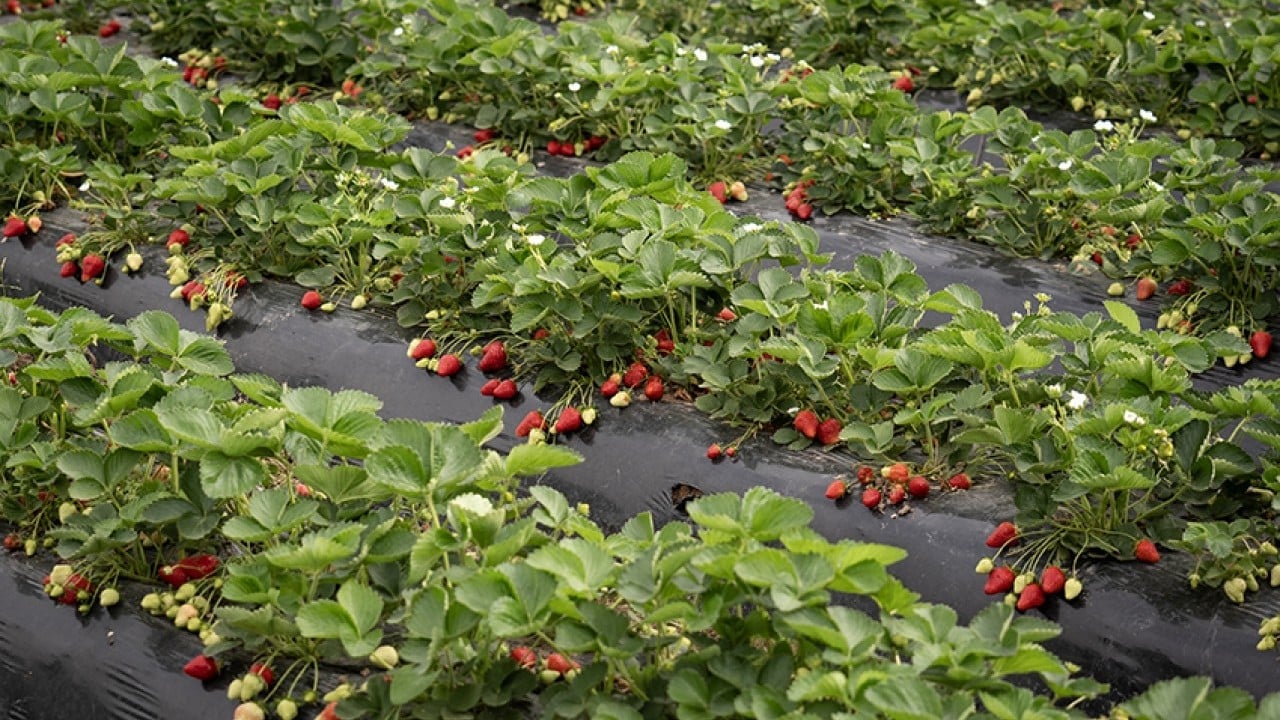 Foto - Üreticinin yüzü gülüyor Yağışlar çilekte hasadı geciktirdi verimi artırdı