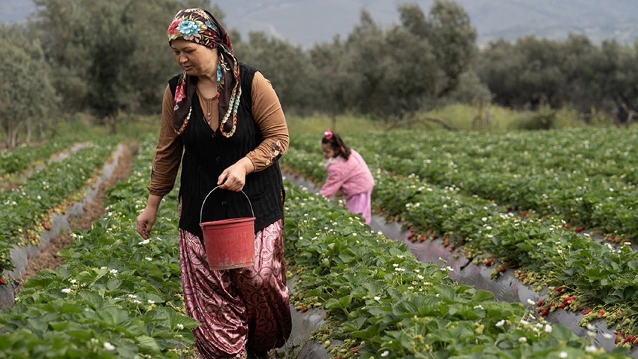 Foto - Üreticinin yüzü gülüyor Yağışlar çilekte hasadı geciktirdi verimi artırdı