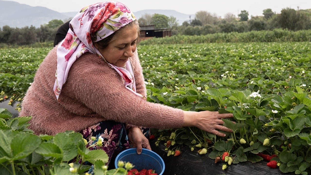 Foto - Üreticinin yüzü gülüyor Yağışlar çilekte hasadı geciktirdi verimi artırdı