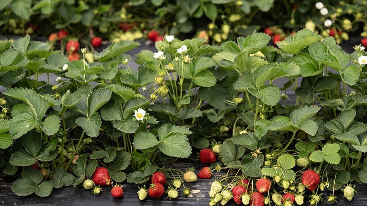 Foto - Üreticinin yüzü gülüyor Yağışlar çilekte hasadı geciktirdi verimi artırdı