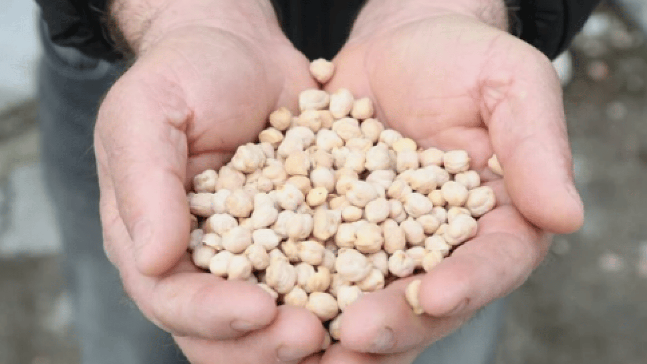 Foto - Üreticiye müjdeli haber: Yüksek sıcaklığa dayanabiliyor!