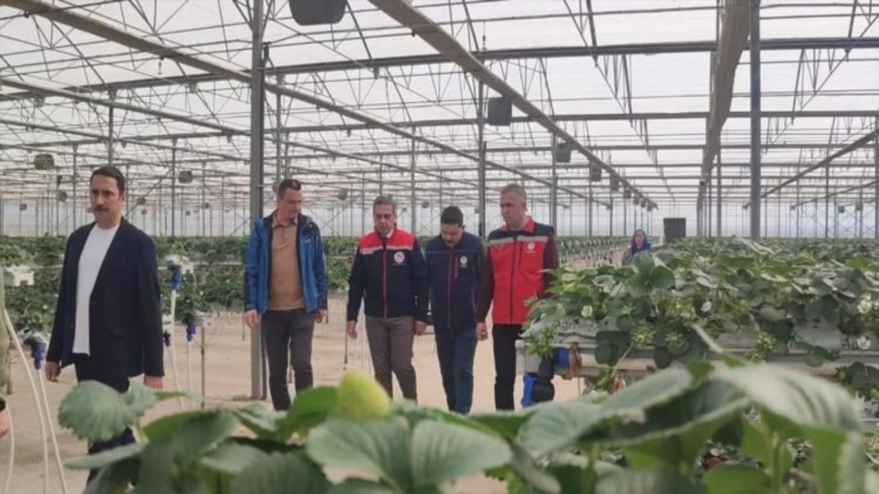 Üretimde devler liginde yer alıyorlar! Aydın’da "kırmızı altın" mesaisi başladı 