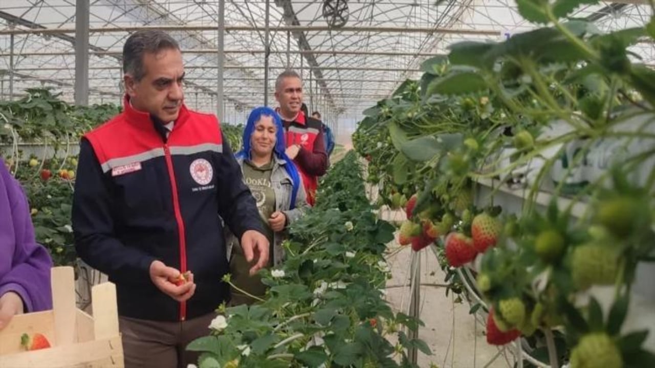 Foto - Üretimde devler liginde yer alıyorlar! Aydın’da "kırmızı altın" mesaisi başladı 