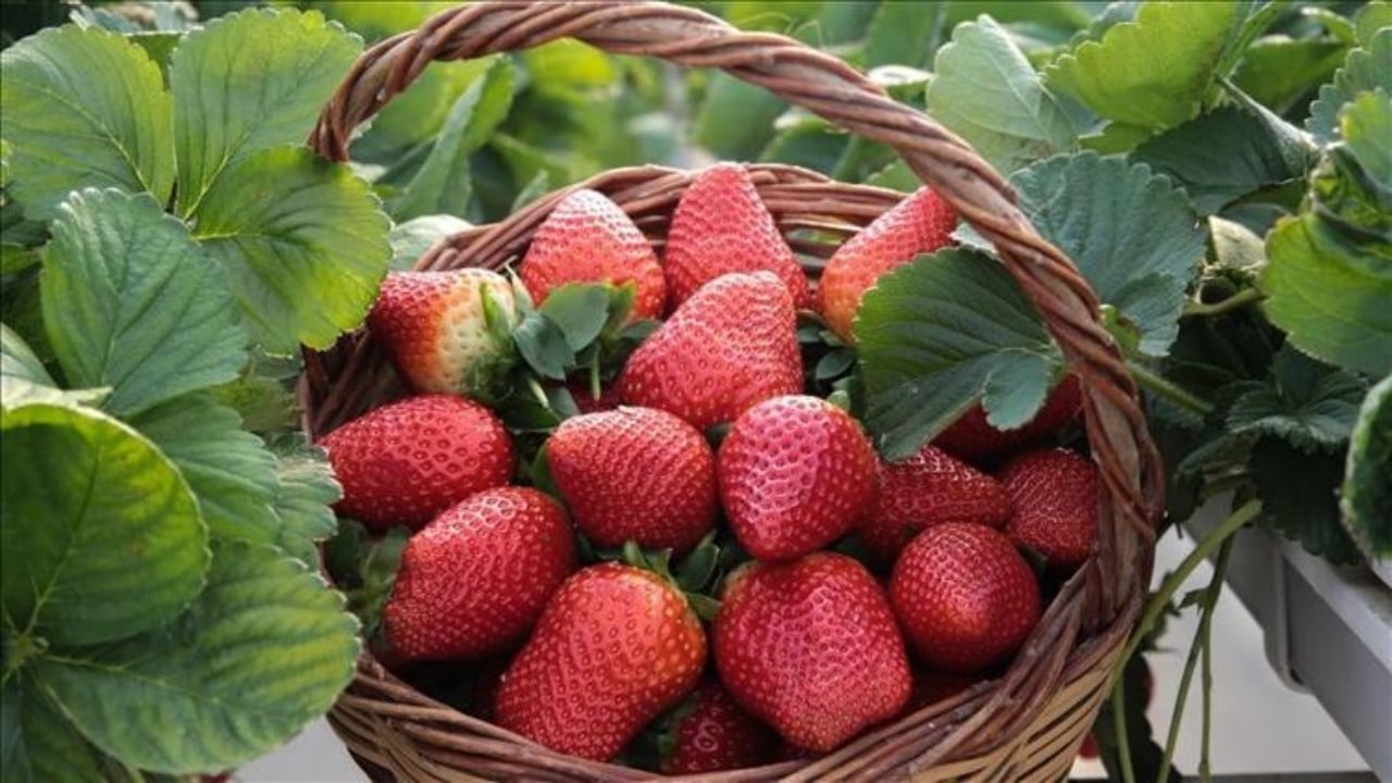 Foto - Üretimde devler liginde yer alıyorlar! Aydın’da "kırmızı altın" mesaisi başladı 